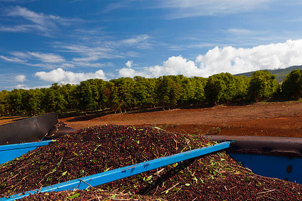 Tips for Successful Coffee Farming in Hawaii