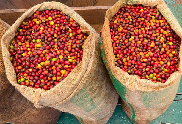 The history of Kona coffee