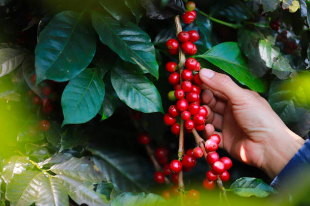 What to Do When Your Coffee Plants Fruit in Hawaii