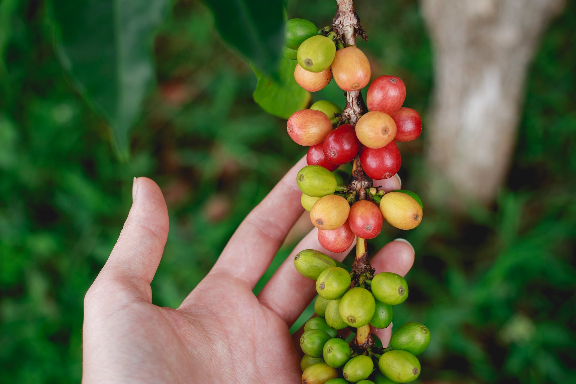 A hand holds a branch of ripening coffee beans