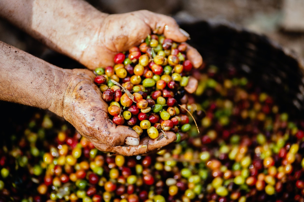 Close-up of hands holding fresh coffee beans  